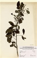 藏品(毛胡枝子)的圖片